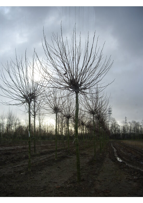 Kugelplatane 'Alphens Globe' | Platanus hispanica 'Alphens Globe'