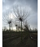 Kugelplatane | Platanus hispanica 'Alphens Globe'