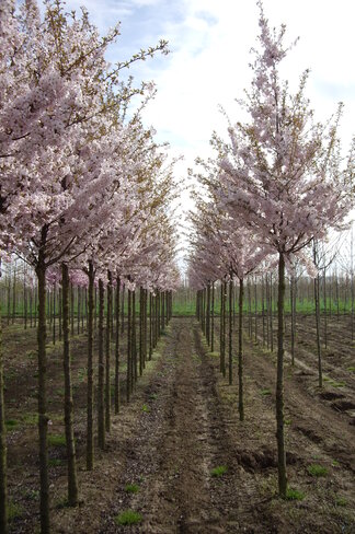 Frühlingskirsche - Zierkirsche 'Pandora' | Prunus 'Pandora'