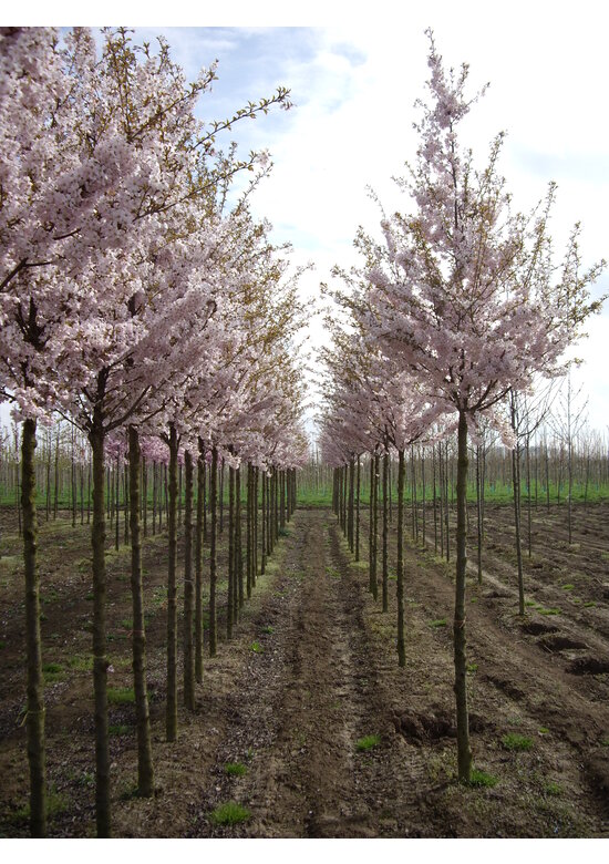 Frühlingskirsche - Zierkirsche 'Pandora' | Prunus 'Pandora'