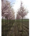 Frühlingskirsche - Zierkirsche 'Pandora' | Prunus 'Pandora'
