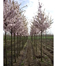 Frühlingskirsche - Zierkirsche 'Pandora' | Prunus 'Pandora'