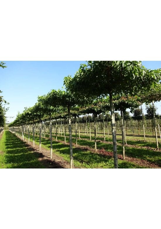 Amberbaum Dachform | Liquidambar styraciflua 'Worplesdon'