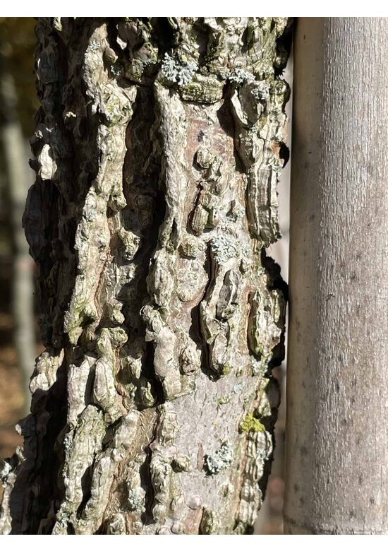 Amber spalierbaum | Liquidambar styraciflua