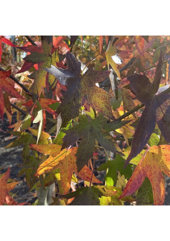 Amber spalierbaum | Liquidambar styraciflua