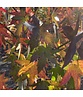 Amber spalierbaum | Liquidambar styraciflua