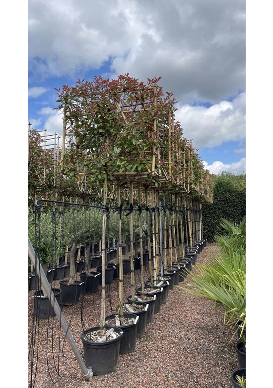 Glanzmispel Spalierbaum 'Red Robin' | Photinia fraseri 'Red Robin'