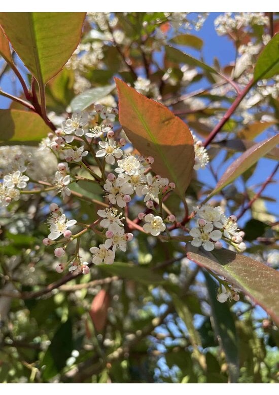 Glanzmispel Spalierbaum | Photinia fraseri 'Red Robin'