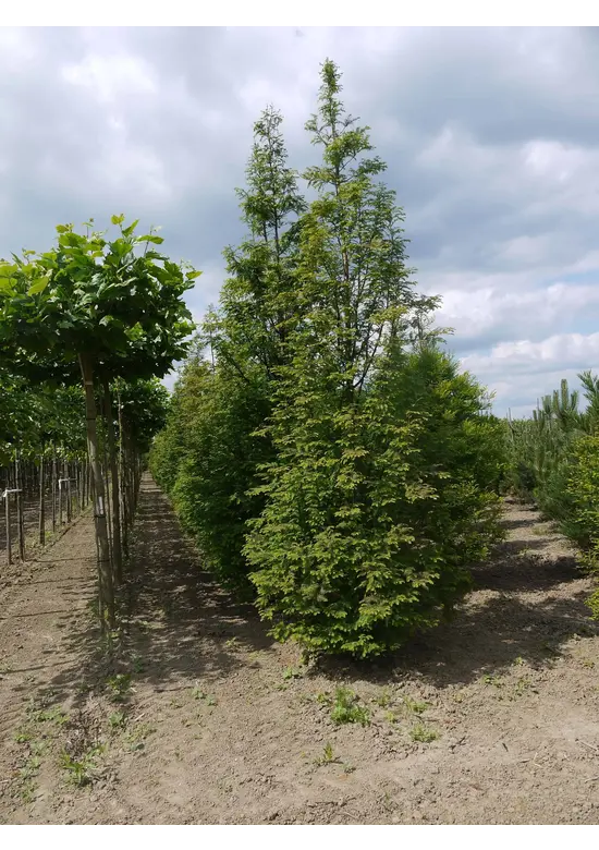 Urweltmammutbaum - Stammbusch | Metasequoia glyptostroboides