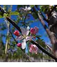 Apfelbaum 'Elstar' | Malus domestica 'Elstar'