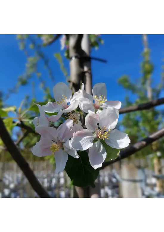 Apfelbaum 'Jonagold' | Malus domestica 'Jonagold' Apfelbaum 'Jonagold' | Malus domestica 'Jonagold'