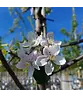 Apfelbaum 'Jonagold' | Malus domestica 'Jonagold'