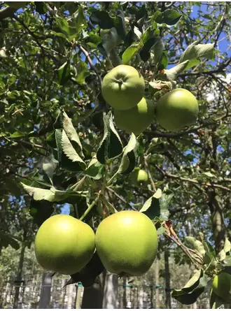 Apfelbaum Jonagold kaufen? | Einfach online bestellen - Venovi