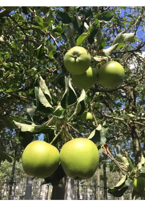Apfelbaum 'Jonagold' | Malus domestica 'Jonagold' Apfelbaum 'Jonagold' | Malus domestica 'Jonagold'