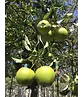 Apfelbaum 'Jonagold' | Malus domestica 'Jonagold' Apfelbaum 'Jonagold' | Malus domestica 'Jonagold'