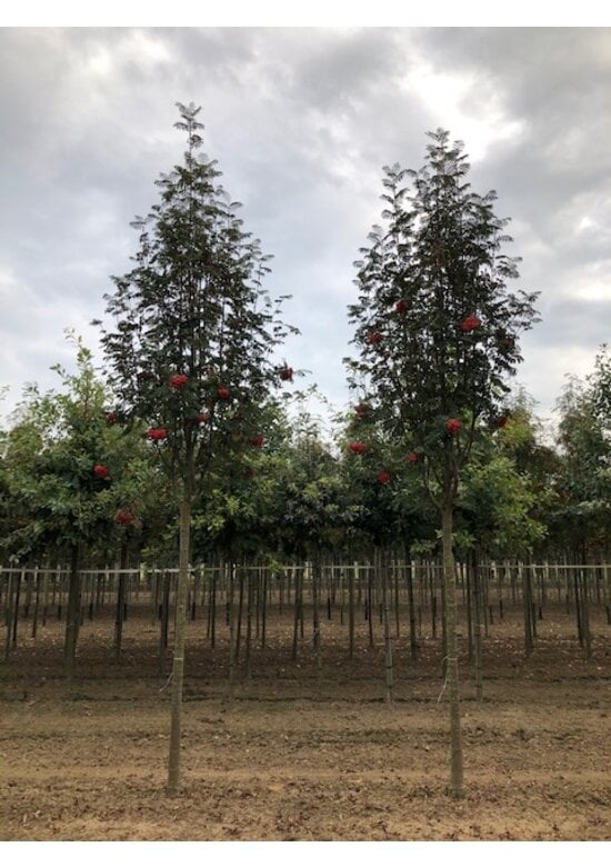 Säulen-Eberesche 'Sheerwater Seedling' | Sorbus aucuparia 'Sheerwater Seedling'