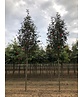 Säulen-Eberesche 'Sheerwater Seedling' | Sorbus aucuparia 'Sheerwater Seedling' Säulen-Eberesche 'Sheerwater Seedling' | Sorbus aucuparia 'Sheerwater Seedling'