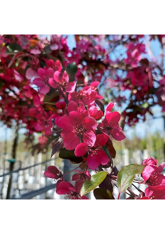 Zierapfel 'Mokum' | Malus 'Mokum' Zierapfel 'Mokum' | Malus 'Mokum'