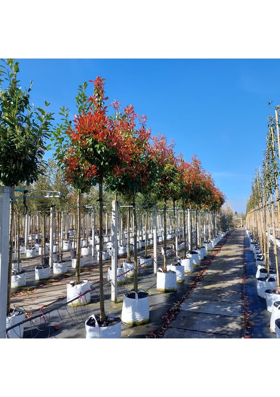 Glanzmispel Hochstamm | Photinia fraseri 'Red Robin' Glanzmispel Hochstamm | Photinia fraseri 'Red Robin'