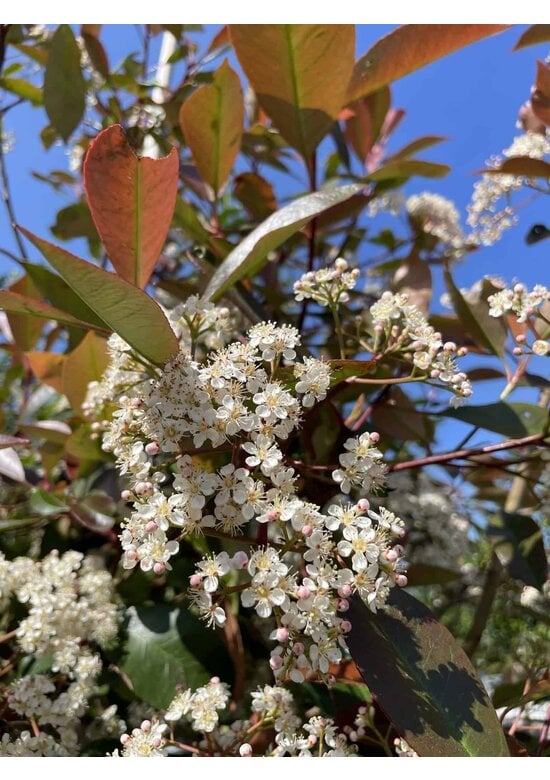 Glanzmispel baum 'Red Robin' | Photinia fraseri 'Red Robin'