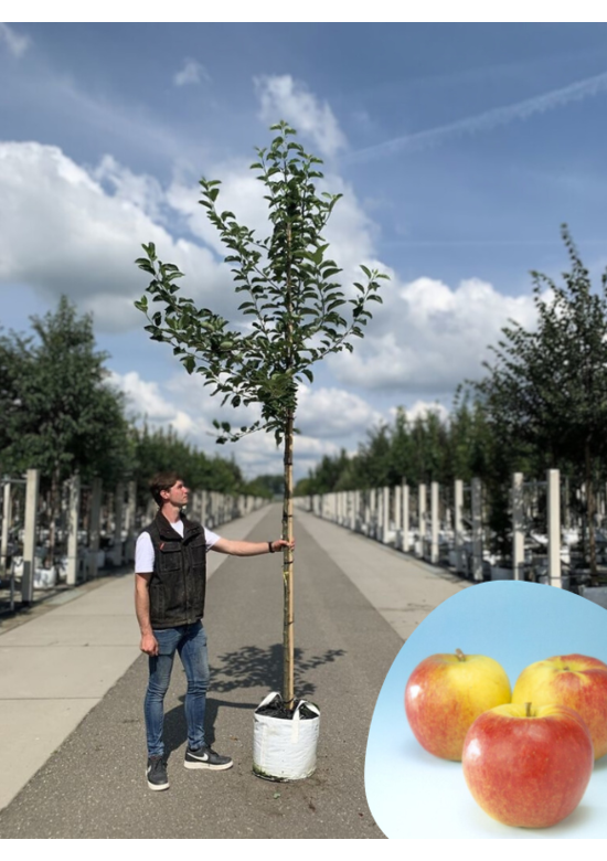 Apfelbaum 'Jonagold' | Malus domestica 'Jonagold'