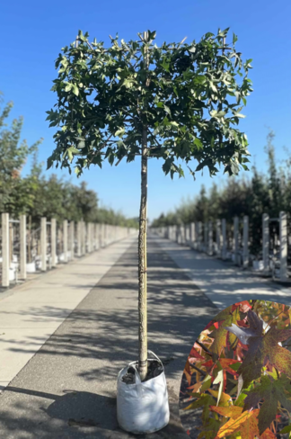 Amber spalierbaum | Liquidambar styraciflua Amber spalierbaum | Liquidambar styraciflua