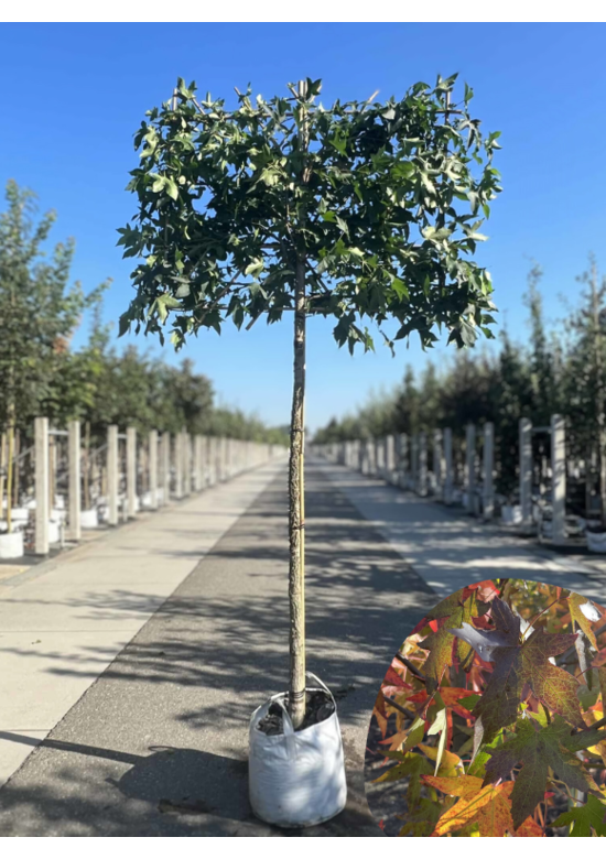 Amber spalierbaum | Liquidambar styraciflua