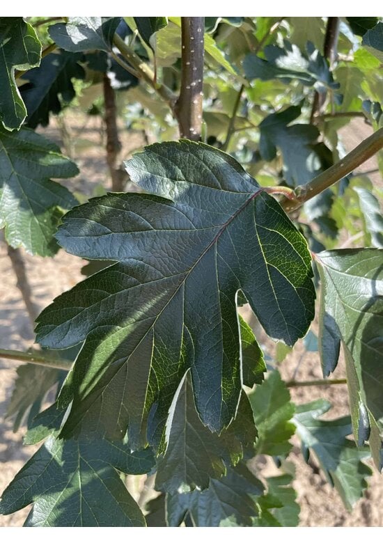 Schwedische Mehlbeere - Oxelbeere | Sorbus intermedia