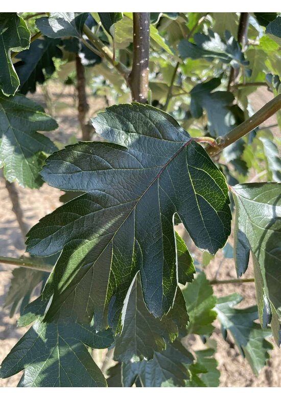 Schwedische Mehlbeere - Oxelbeere | Sorbus intermedia