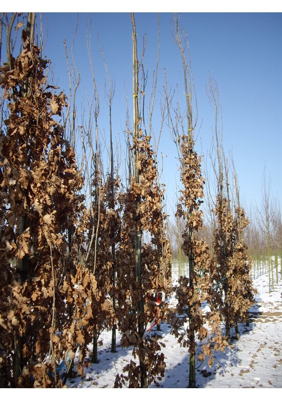 Säulen-Eiche 'Fastigiata Koster' - Stammbusch | Quercus robur 'Fastigiata 'Koster'