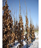 Säulen-Eiche 'Fastigiata Koster' - Stammbusch | Quercus robur 'Fastigiata 'Koster'