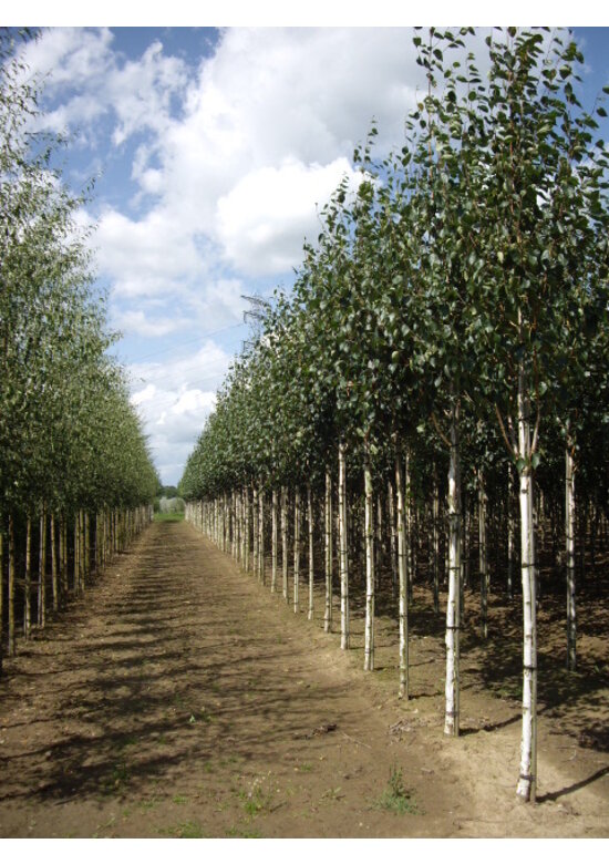 Himalayabirke - Weißrindige Himalaja-Birke 'Jacquemontii' | Betula utilis 'Jacquemontii'