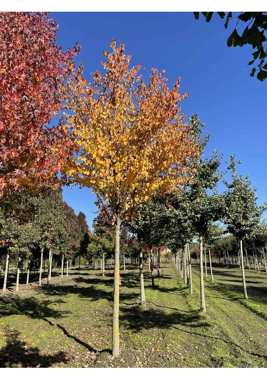 Lebkuchenbaum | Cercidiphyllum japonicum Lebkuchenbaum | Cercidiphyllum japonicum