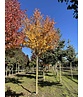 Lebkuchenbaum | Cercidiphyllum japonicum Lebkuchenbaum | Cercidiphyllum japonicum