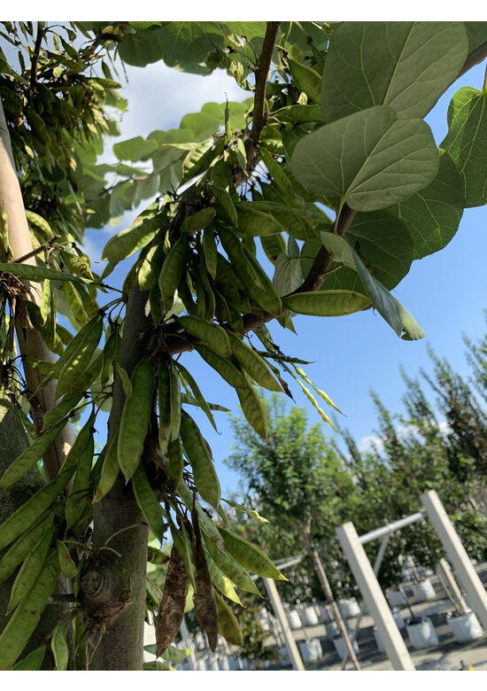 Kanadischer Judasbaum | Cercis canadensis