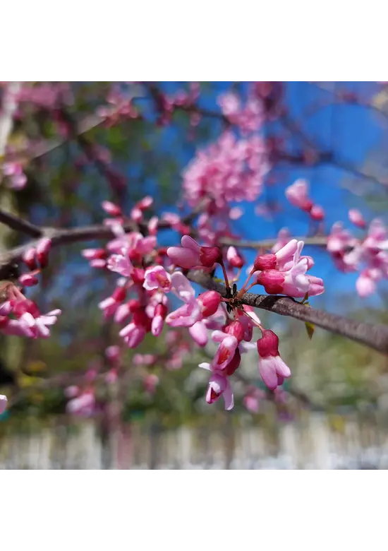 Kanadischer Judasbaum | Cercis canadensis