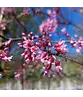 Kanadischer Judasbaum | Cercis canadensis