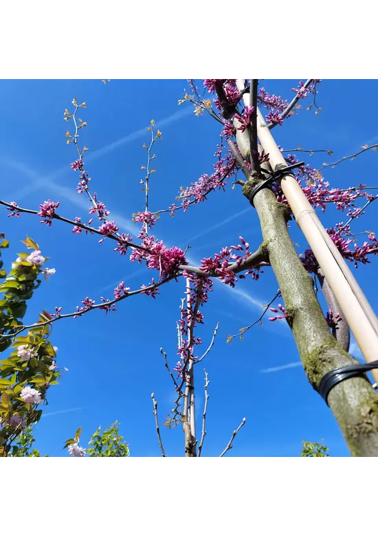 Kanadischer Judasbaum | Cercis canadensis