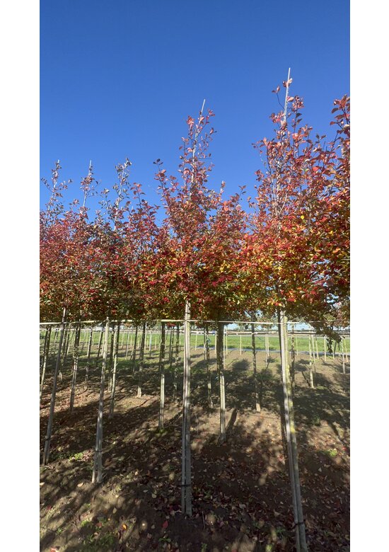 Glanzdorn - Pflaumenblättriger Weißdorn 'Splendens' | Crataegus prunifolia 'Splendens'