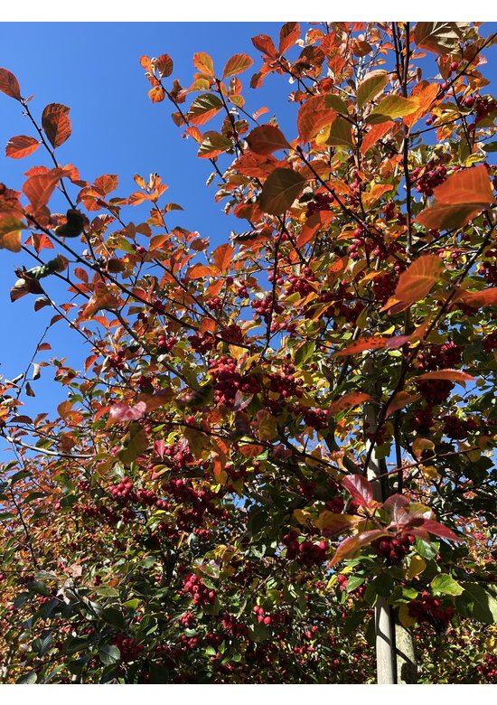Glanzdorn - Pflaumenblättriger Weißdorn 'Splendens' | Crataegus prunifolia 'Splendens'