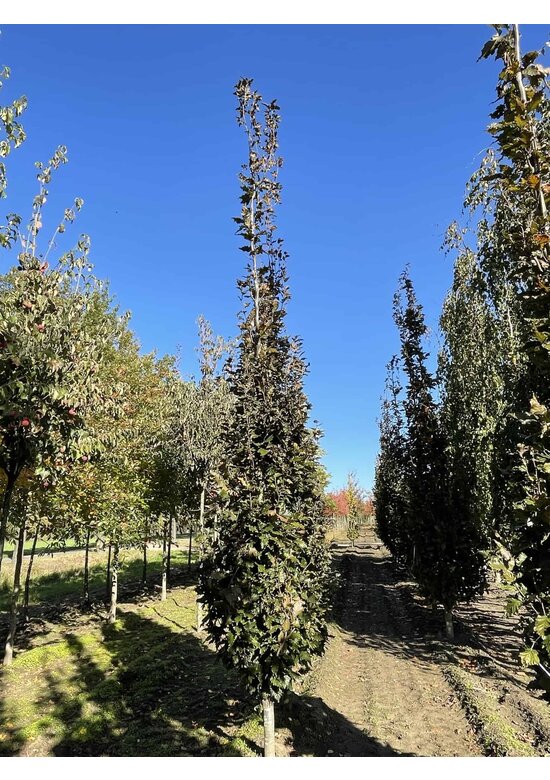 Säulen-Buche 'Red Obelisk' | Fagus sylvatica 'Red Obelisk'