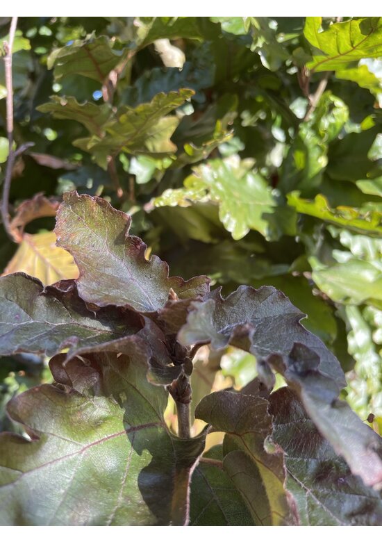 Säulen-Buche 'Red Obelisk' | Fagus sylvatica 'Red Obelisk'