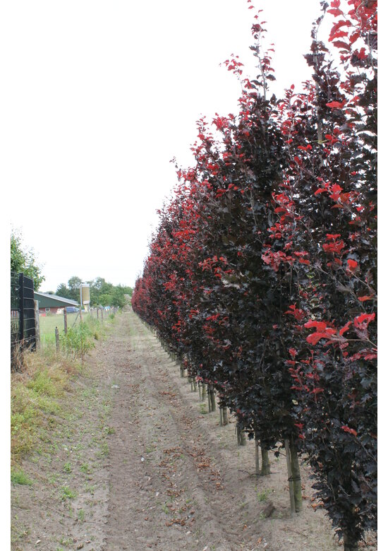 Säulen-Buche 'Red Obelisk' | Fagus sylvatica 'Red Obelisk'