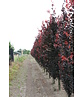 Säulen-Buche 'Red Obelisk' | Fagus sylvatica 'Red Obelisk'