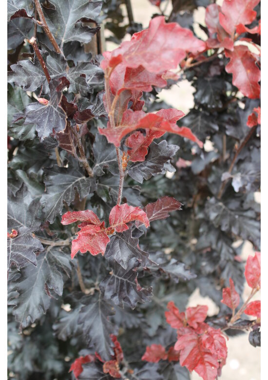 Säulen-Buche 'Red Obelisk' | Fagus sylvatica 'Red Obelisk'