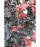 Säulen-Buche 'Red Obelisk' | Fagus sylvatica 'Red Obelisk'