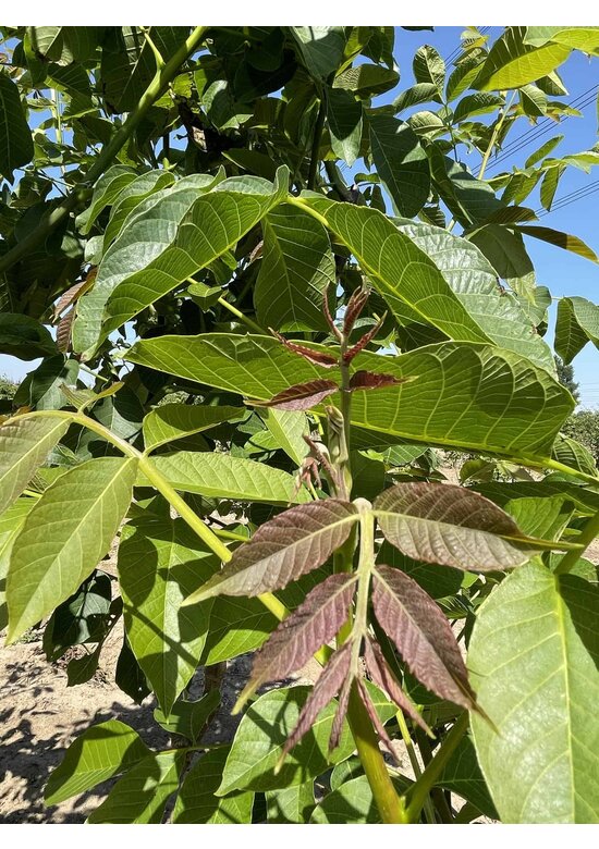 Walnussbaum | Juglans regia