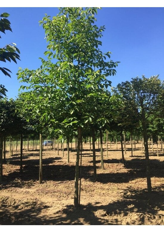 Walnussbaum | Juglans regia