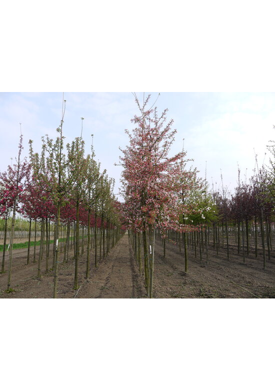 Vielblütiger Zierapfel 'Floribunda' | Malus 'Floribunda'