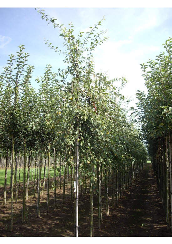 Vielblütiger Zierapfel 'Floribunda' | Malus 'Floribunda'